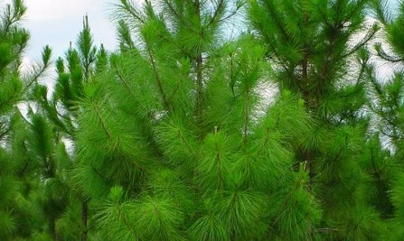 Cây thông (Bài đọc hiểu tiếng Việt lớp 3 - đề số 8).